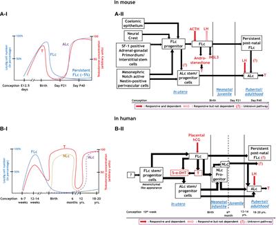 Emerging concepts on Leydig cell development in fetal and adult testis